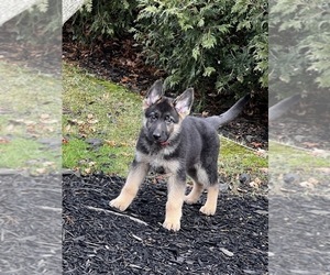 German Shepherd Dog Puppy for sale in CUYAHOGA FALLS, OH, USA
