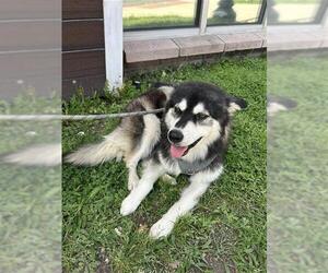 - Mix Dogs for adoption in San Antonio, TX, USA