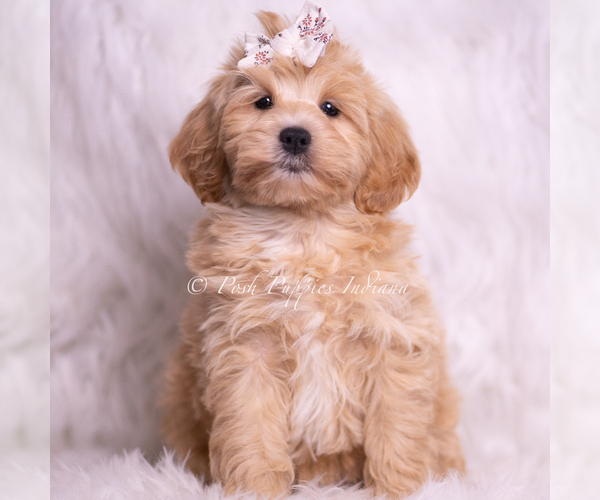 Medium Photo #67 Maltipoo (Miniature) Puppy For Sale in WARSAW, IN, USA