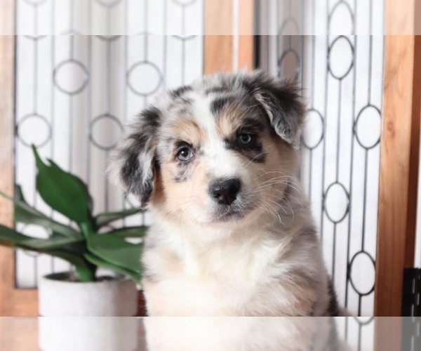 Medium Photo #2 Australian Shepherd Puppy For Sale in NAPLES, FL, USA