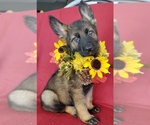 Small Photo #1 German Shepherd Dog Puppy For Sale in HOLDEN, MO, USA