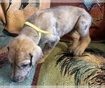 Small #3 Great Dane