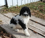 Small Photo #1 Poodle (Standard) Puppy For Sale in JOICE, IA, USA