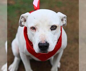 American Staffordshire Terrier Dogs for adoption in San Antonio, TX, USA