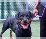 Small #1 Rottweiler