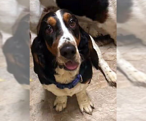 Medium Photo #1 Basset Hound Puppy For Sale in Deepwater, NJ, USA
