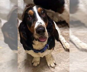 Basset Hound Dogs for adoption in Deepwater, NJ, USA