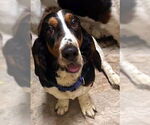 Small Basset Hound
