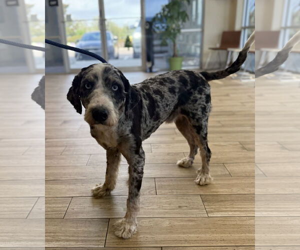 Medium Photo #1 Bernese Mountain Dog-Poodle (Miniature) Mix Puppy For Sale in Valrico, FL, USA