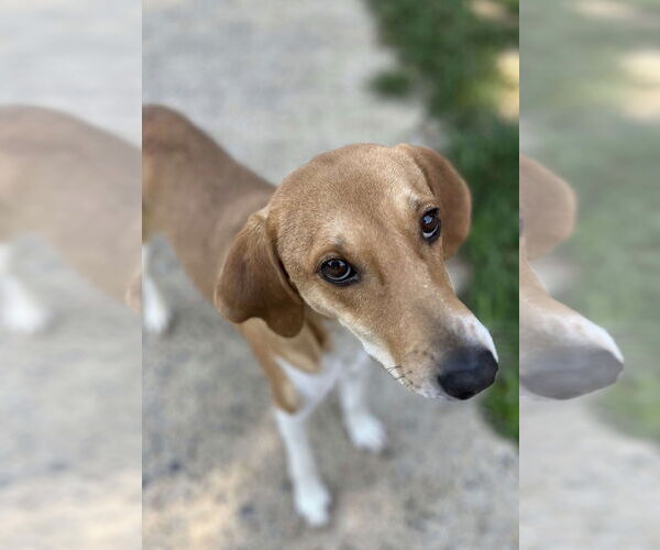 Medium Photo #4 Mutt Puppy For Sale in Woodbury, NY, USA