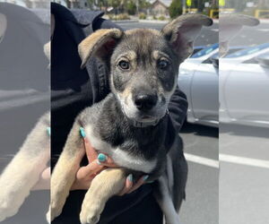 Ava - Female Siberian Husky-Unknown Mix Dog for Adoption - Photo #13