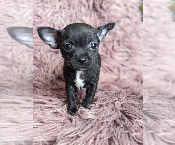 Medium Photo #3 Chihuahua Puppy For Sale in LINCOLNTON, NC, USA