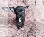 Small Photo #3 Chihuahua Puppy For Sale in LINCOLNTON, NC, USA