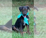 Small #1 Mutt