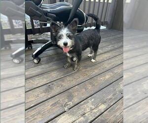 Mutt Dogs for adoption in San Antonio, TX, USA