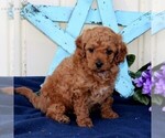 Small Photo #3 Goldendoodle-Poodle (Miniature) Mix Puppy For Sale in RONKS, PA, USA