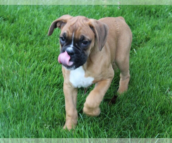 Medium Photo #2 Boxer Puppy For Sale in SHIPSHEWANA, IN, USA