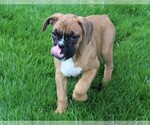 Small #1 Boxer