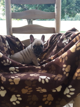 Medium Photo #1 French Bulldog Puppy For Sale in MOORES HILL, IN, USA