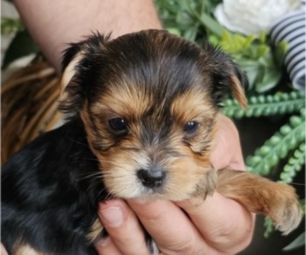 Medium Photo #2 Yorkshire Terrier Puppy For Sale in SALEM, OR, USA