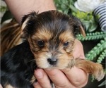 Small #1 Yorkshire Terrier