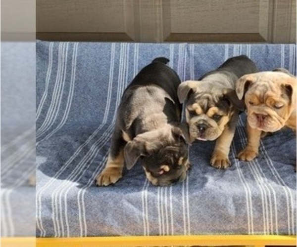 Medium Photo #2 English Bulldog Puppy For Sale in WAXAHACHIE, TX, USA