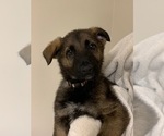 Small Photo #11 German Shepherd Dog Puppy For Sale in FALMOUTH, VA, USA