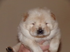 Small Photo #1 Chow Chow Puppy For Sale in BOON, MI, USA