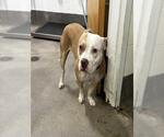 BELLA - Female Mutt Dog for Adoption - Small photo