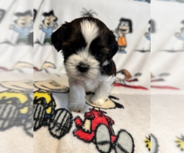 Medium Photo #1 Zuchon Puppy For Sale in NEW YORK MILLS, MN, USA