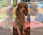 Small #3 Poodle (Miniature)