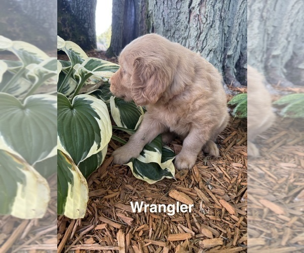 Medium Photo #4 Golden Retriever Puppy For Sale in PANA, IL, USA