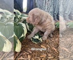 Small #3 Golden Retriever