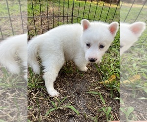 Siberian Husky Puppy for Sale in MARION STATION, Maryland USA