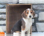 Puppy Apple Beagle