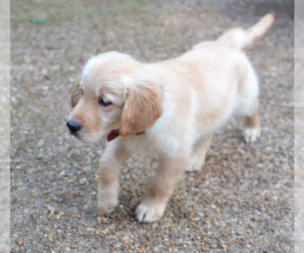 Medium Photo #2 Golden Retriever Puppy For Sale in Enfield, CT, USA