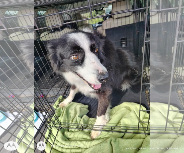 Medium Photo #2 Border Collie Puppy For Sale in Sanford, FL, USA