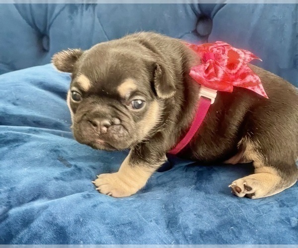 Medium Photo #20 French Bulldog Puppy For Sale in JERSEY CITY, NJ, USA