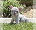 Small Photo #8 French Bulldog Puppy For Sale in BIRMINGHAM, AL, USA