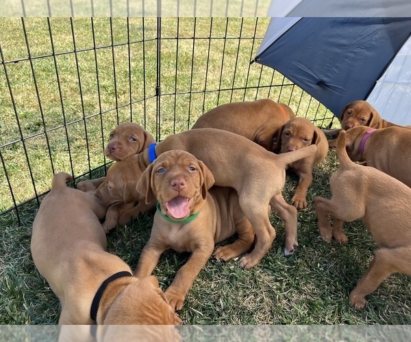 Medium Photo #2 Vizsla Puppy For Sale in CANBY, OR, USA