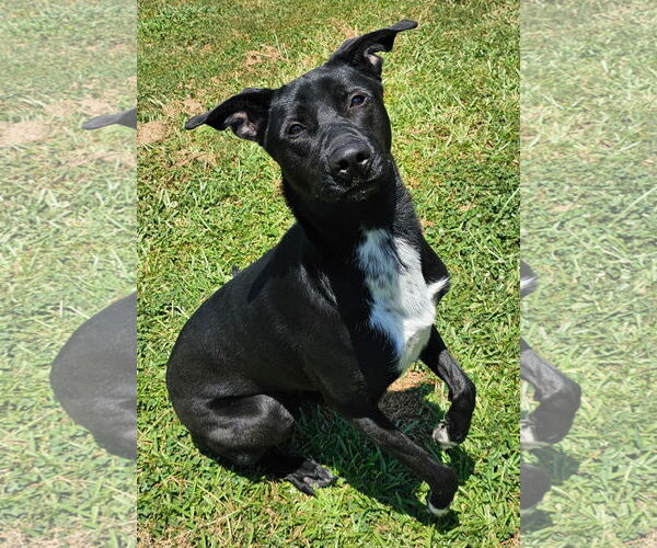 Medium Photo #1 Labrador Retriever-Unknown Mix Puppy For Sale in Grovetown, GA, USA