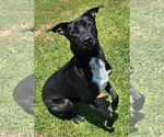 Small Labrador Retriever Mix