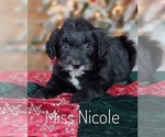 Small Photo #17 Goldendoodle Puppy For Sale in GOLDEN CITY, MO, USA