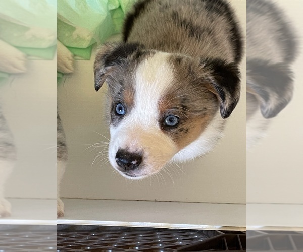 Medium Photo #1 Aussie-Corgi Puppy For Sale in MYRTLE CREEK, OR, USA