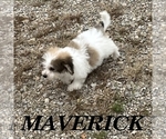 Maverick - Male Schnoodle (Miniature) Puppy for Sale - Photo #4