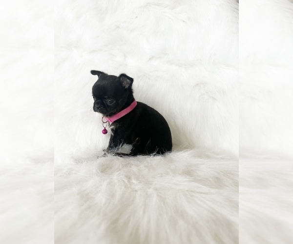 Medium Photo #3 Chihuahua Puppy For Sale in SACRAMENTO, CA, USA