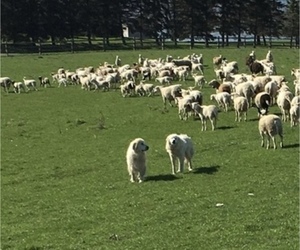 Father of the Great Pyrenees puppies born on 07/06/2026