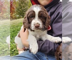 English Springer Spaniel Puppy for sale in WOOSTER, OH, USA