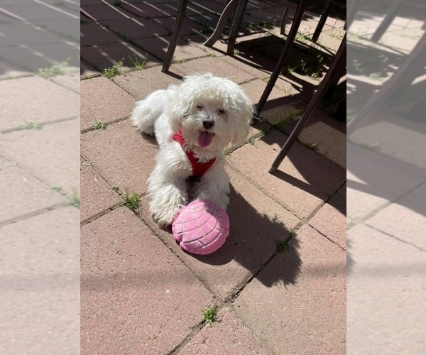 Medium Photo #1 Maltipoo Puppy For Sale in EL PASO, TX, USA