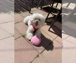 Small Photo #1 Maltipoo Puppy For Sale in EL PASO, TX, USA